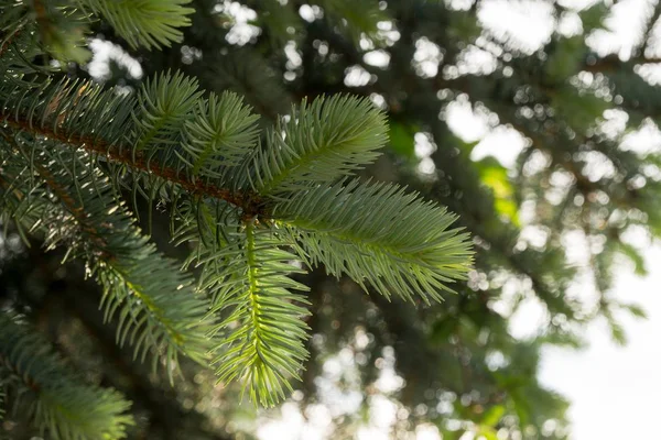 Dennenbomen Takken Met Weelderige Groene Naalden — Stockfoto