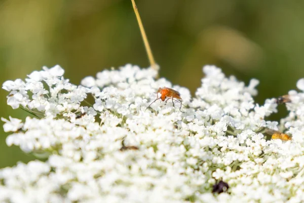 Flyg Vackra Blommor Slovakien — Stockfoto