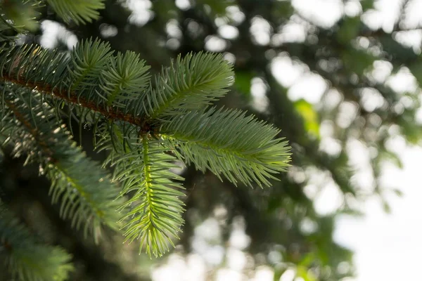 Fenyőágak Buja Zöld Tűkkel — Stock Fotó