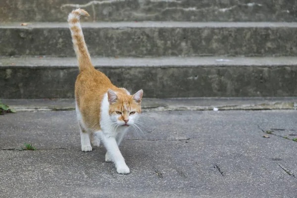 Lindo Gato Aire Libre Parque — Foto de Stock