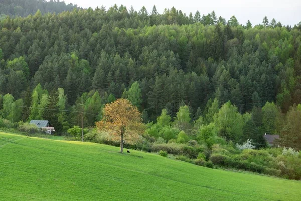 森の中の木や道 スロバキア — ストック写真