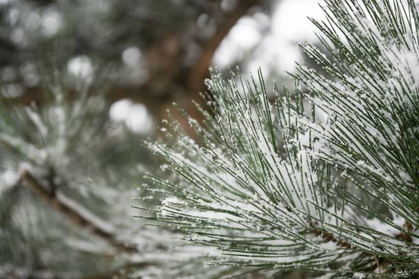 Natur Täckt Snö Vintern — Stockfoto