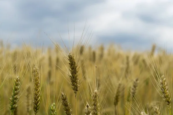Пшеничное Поле Закате Словакия — стоковое фото
