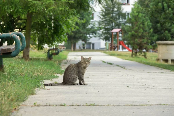 Bonito Gato Livre Parque — Fotografia de Stock