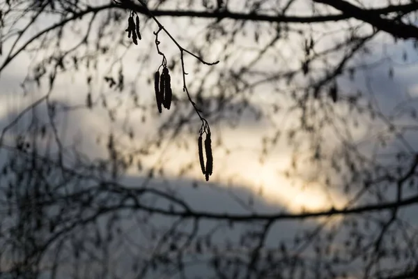 Arbres Sentiers Forêt Slovaquie — Photo