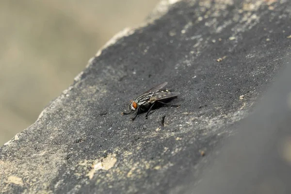 Egy Légyrovarról Készült Makro Felvétel — Stock Fotó