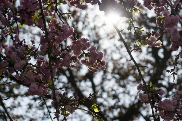 Arbre Printemps Avec Fleurs Fleurs — Photo