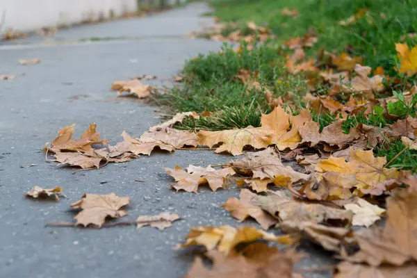 Ahornblätter Hintergrund Nahaufnahme — Stockfoto