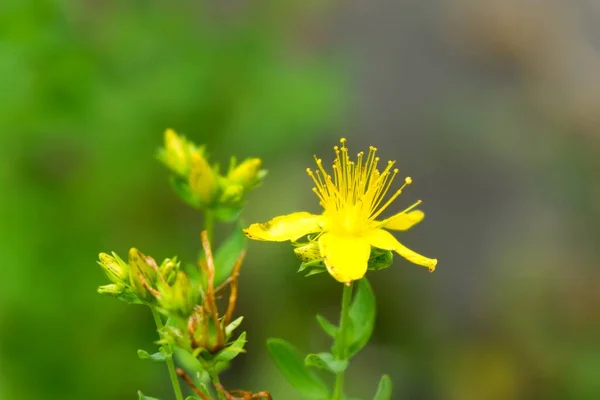 花园里美丽的黄花 — 图库照片