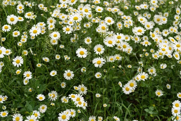 Schöne Blumen Auf Der Wiese Tagesschuss — Stockfoto