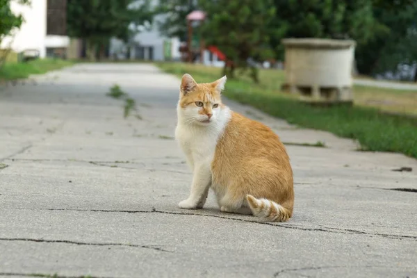 Lindo Gato Aire Libre Parque —  Fotos de Stock