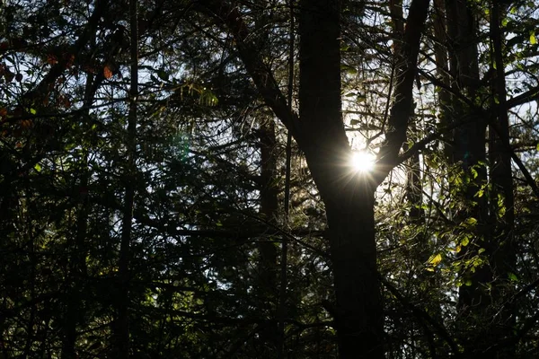 Árvores Outono Floresta Eslováquia — Fotografia de Stock