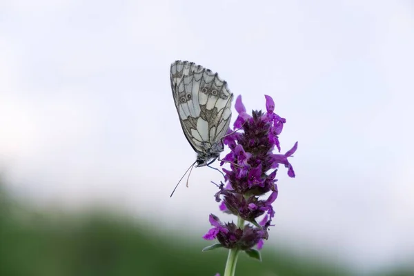 Papillon Sur Fleur Gros Plan — Photo