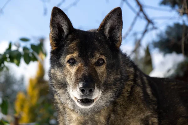 Winterlandschap Met Hond Sneeuw — Stockfoto