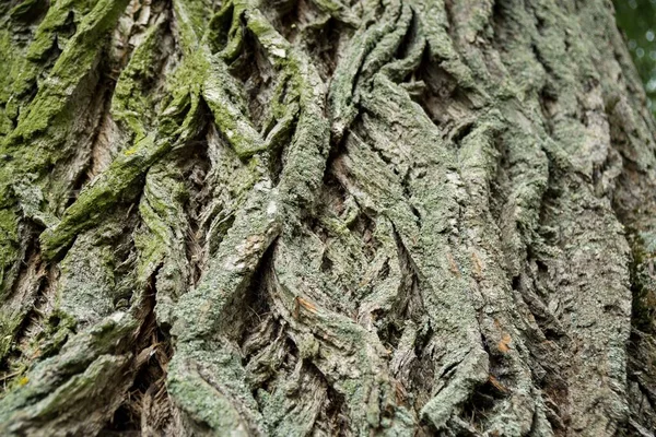 Moosige Baumrinde Textur Natürliche Tapete — Stockfoto