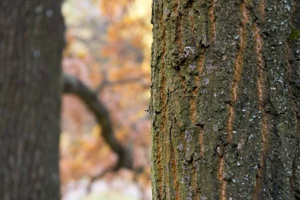Árvores Caminhos Floresta Eslováquia — Fotografia de Stock