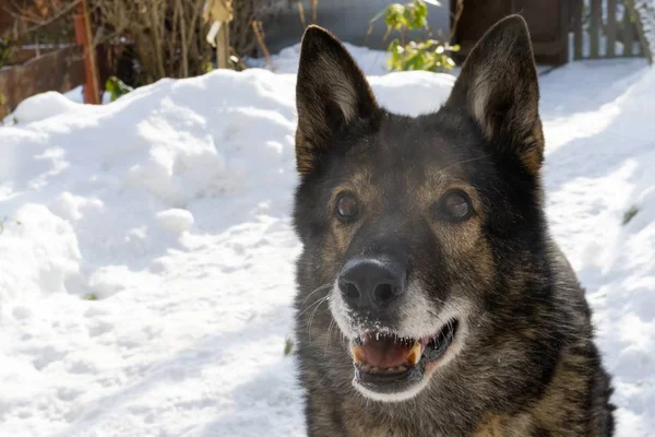 Winterlandschap Met Hond Sneeuw — Stockfoto