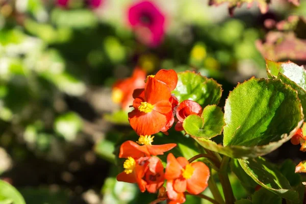 Gyönyörű Virágok Kertben Közelről Lövés — Stock Fotó