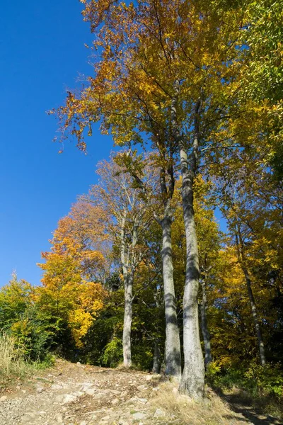 Πολύχρωμα Φθινοπωρινά Φύλλα Στα Δέντρα Της Φύσης Σλοβακία — Φωτογραφία Αρχείου