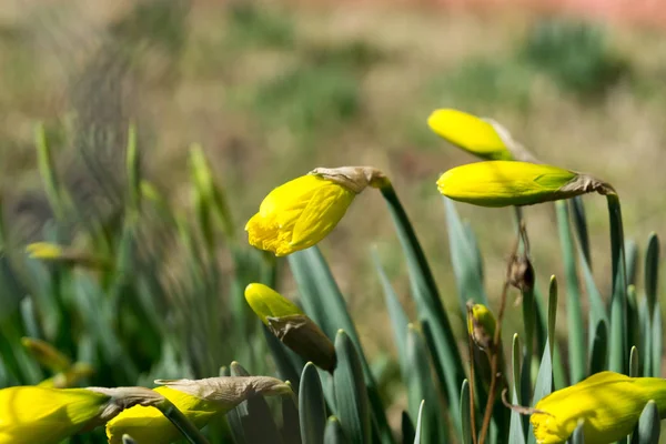 Primer Plano Tiro Hermosas Flores — Foto de Stock