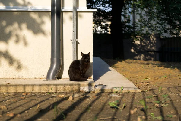 可爱的猫在街上 — 图库照片