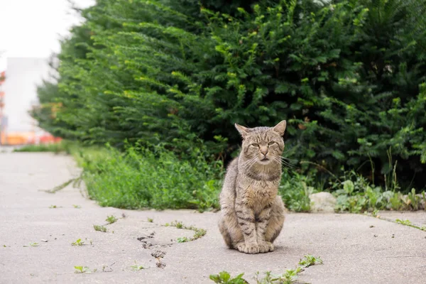 Carino Gatto All Aperto Nel Parco — Foto Stock