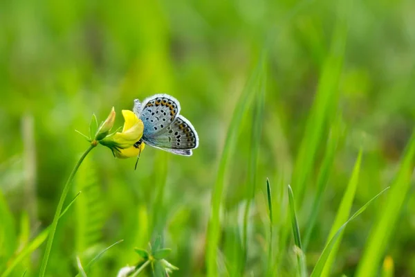 Blühende Blume Auf Hintergrund Nahaufnahme — Stockfoto