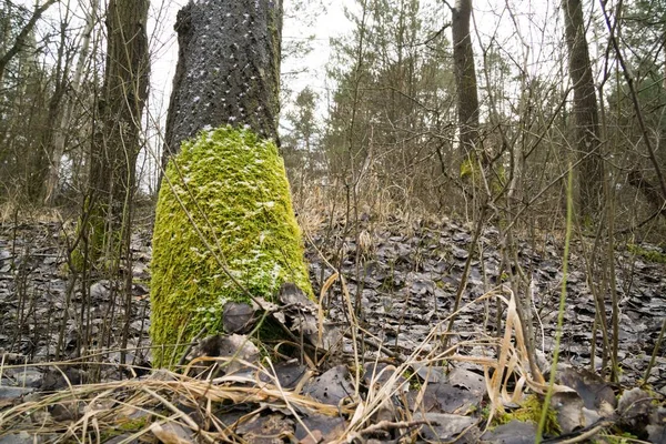 Moss Bosque Durante Invierno Países Bajos —  Fotos de Stock