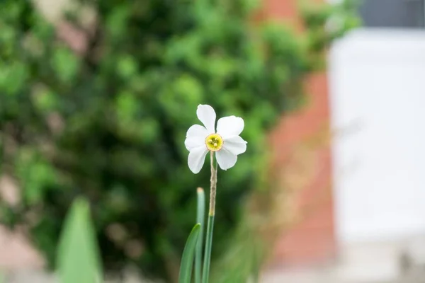 Flores Campo Close Tiro — Fotografia de Stock