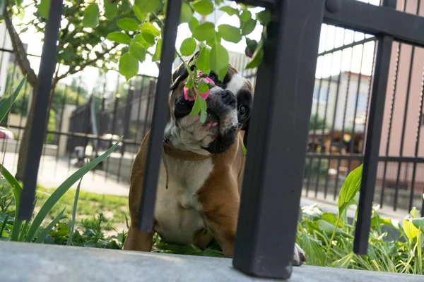 Boxer dog behind the fence. Slovakia