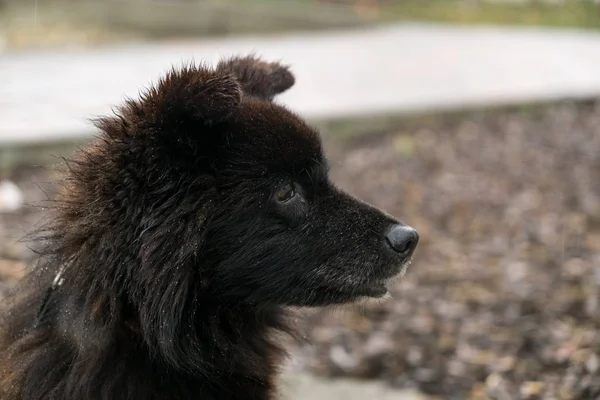 Carino Cucciolo Nero All Aperto Nel Parco — Foto Stock