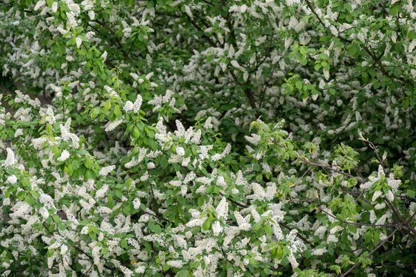 Frühlingsbaumblüte Blühender Baum Slowakei — Stockfoto