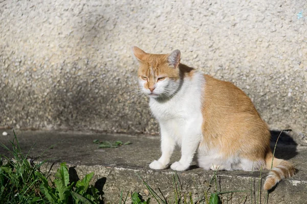 Mignon Chat Plein Air Dans Parc — Photo