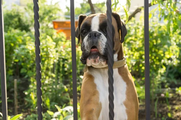 Boxer dog behind the fence. Slovakia