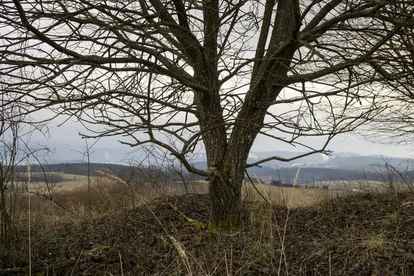 Árboles Caminos Bosque Países Bajos —  Fotos de Stock