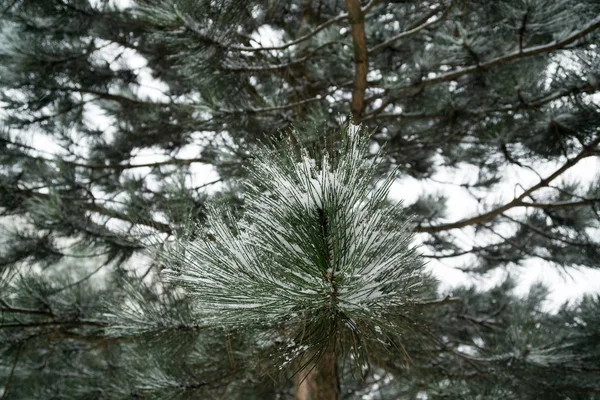 Naturaleza Cubierta Nieve Durante Invierno —  Fotos de Stock