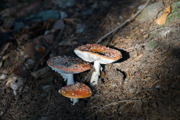 Champignons Dans Forêt Arrière Plan Gros Plan — Photo