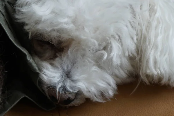 Retrato Perro Pequeño Blanco Casa —  Fotos de Stock