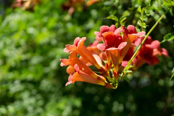 Flores Bonitas Jardim Close Tiro — Fotografia de Stock