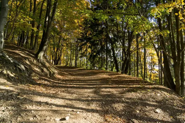 Hojas Coloridas Otoño Los Árboles Naturaleza Países Bajos —  Fotos de Stock