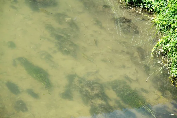 bataklık suyundaki çamur, doku arkaplanı