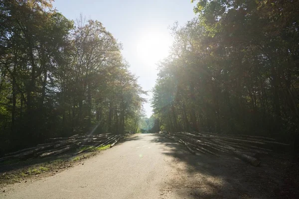 Herbstwald Mit Bäumen Und Pfad Slowakei — Stockfoto