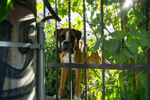 Boxer Dog Fence Slovakia — Stock Photo, Image