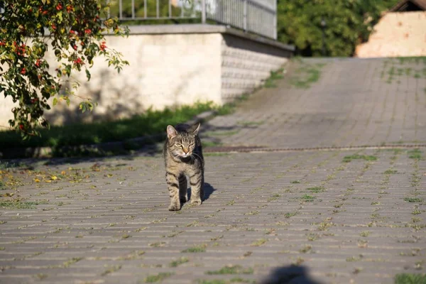 公園のグレーの子猫の屋外 — ストック写真
