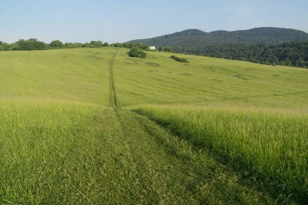 Krásná Zelená Louka Slovensku — Stock fotografie