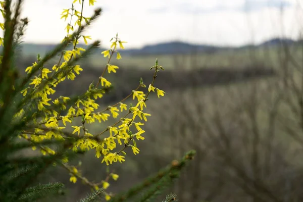 Floraison Printanière Des Arbres Forsythia Fleurs Slovaquie — Photo