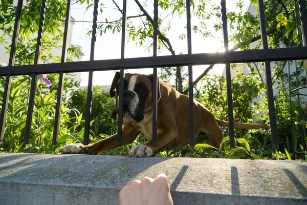 Boxer dog behind the fence. Slovakia