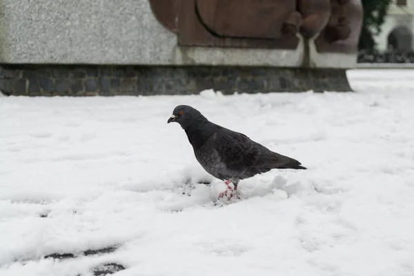 Vogel Sneeuw Achtergrond Close Slowakije — Stockfoto