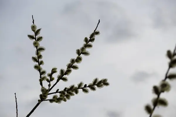 在春天的褪色柳树枝 — 图库照片