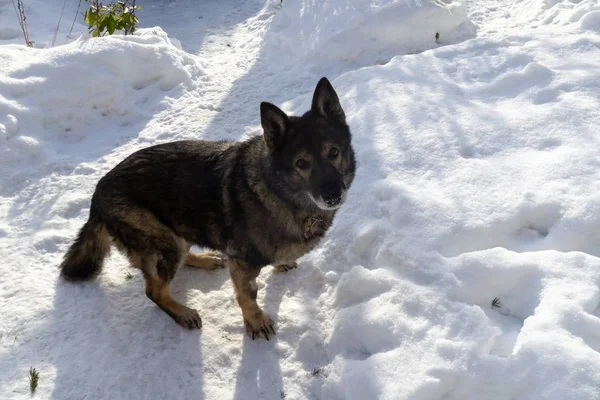 Winterlandschap Met Hond Sneeuw — Stockfoto